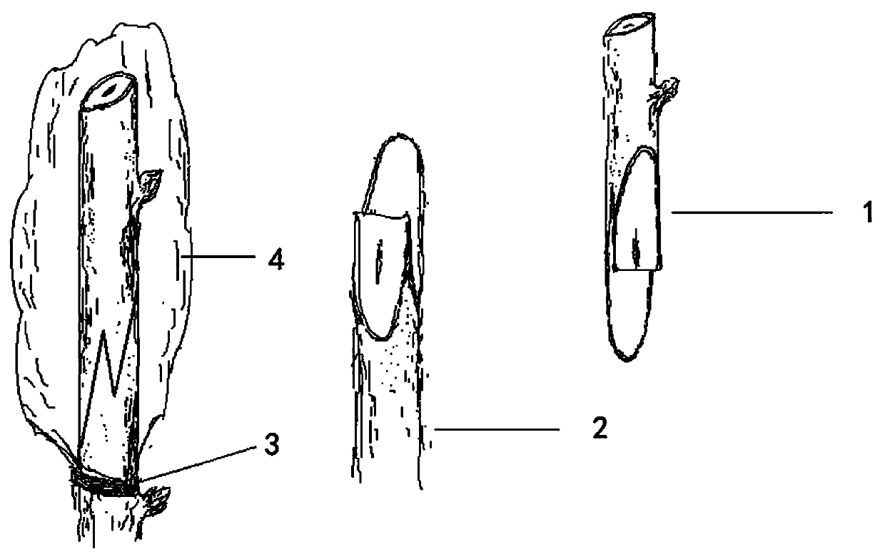 A method of grafting and propagating natural hybrid Populus euphratica throughout the growing season