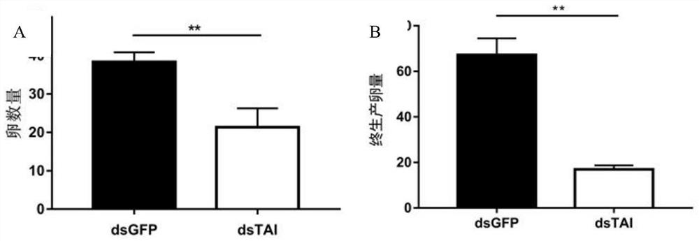 An isolated Lygus taiman gene and its encoded protein