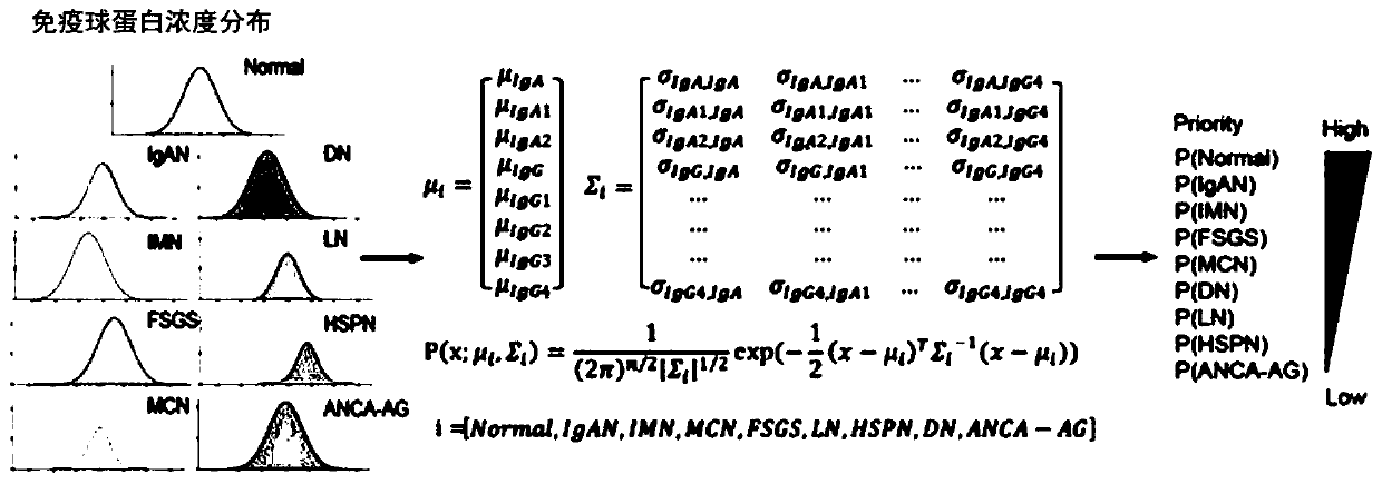 Glomerular disease classification and typing model based on immunoglobulin quantitative detection and application thereof