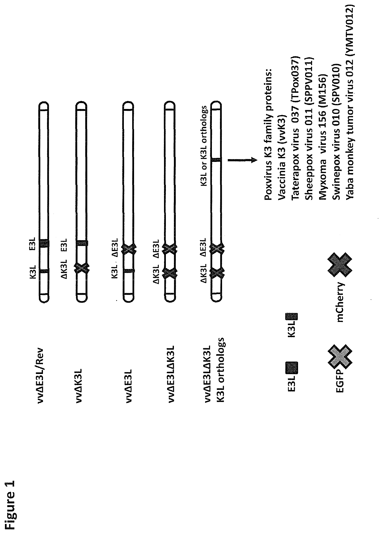 Poxvirus Host Range Protein K3 as a Positive Selection Marker for Generation of Recombinant Poxviruses, a Therapeutic Target for Poxvirus Infection and a Therapeutic Agent for PKR Related Diseases