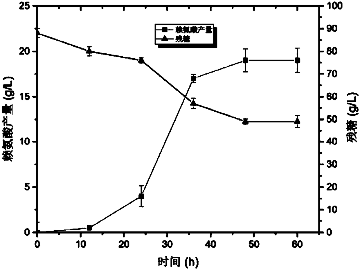 Recombinant corynebacterium glutamicum in high L-lysine yield and construction method thereof