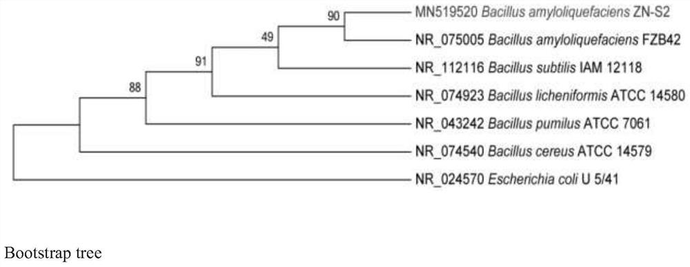 Biocontrol plant endophytic bacterium ZN-S2 and application thereof