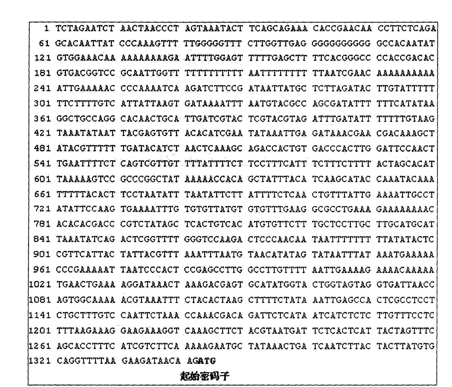 Promoter for plant gene specifically expressed in stoma and vascular bundle