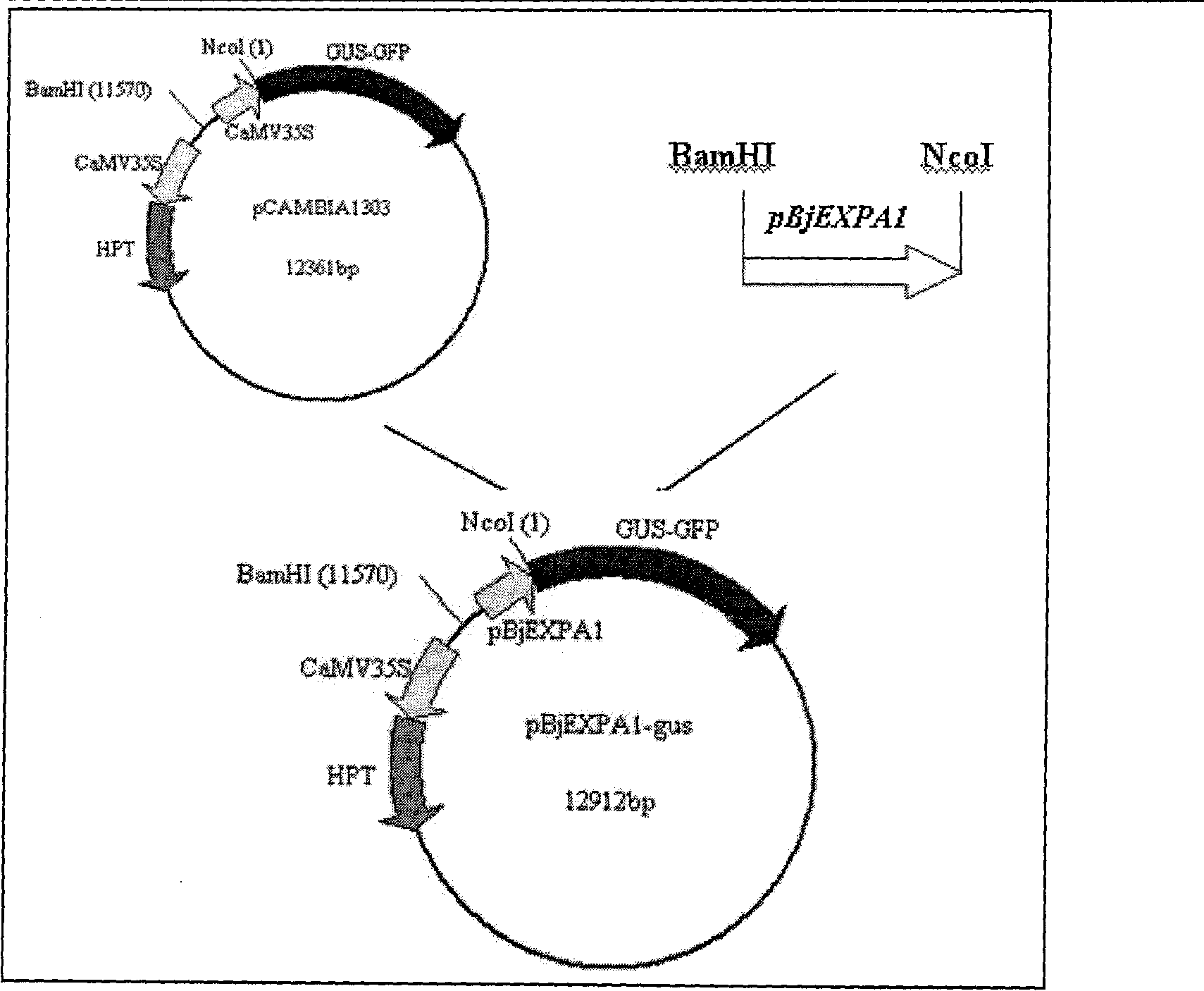 Promoter for plant gene specifically expressed in stoma and vascular bundle