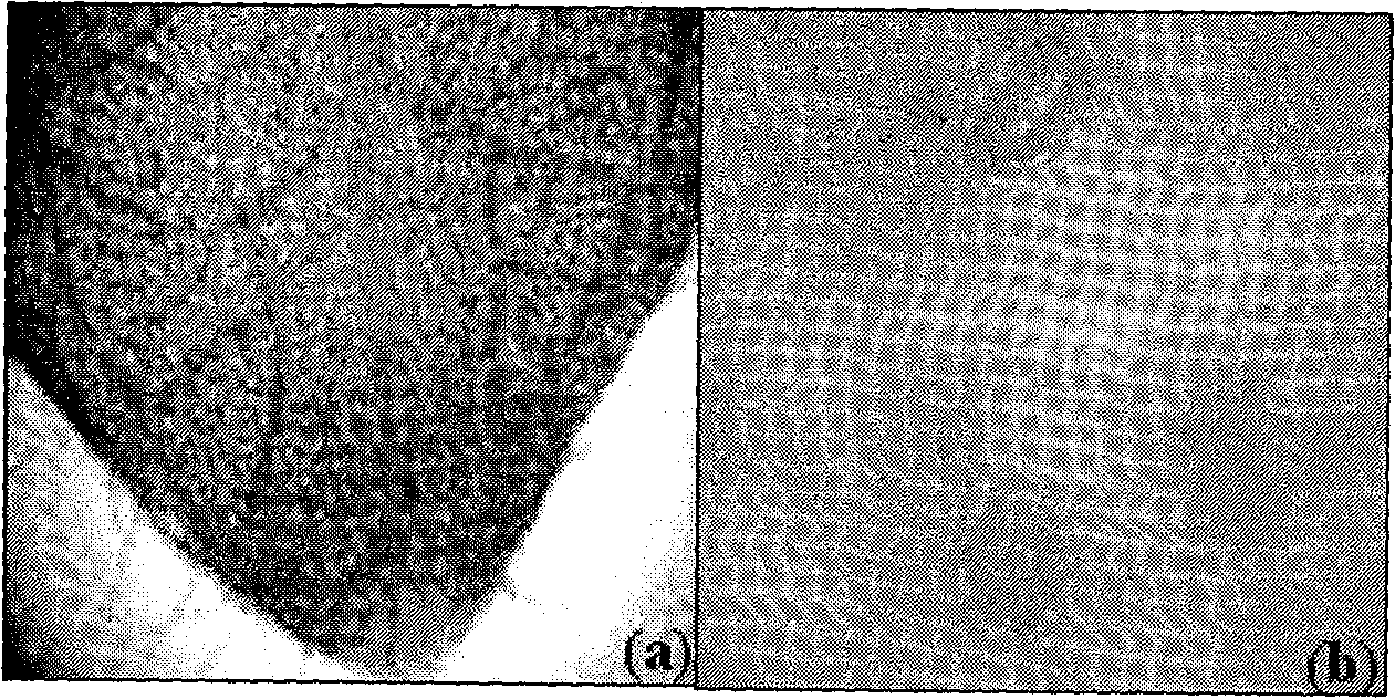 Promoter for plant gene specifically expressed in stoma and vascular bundle