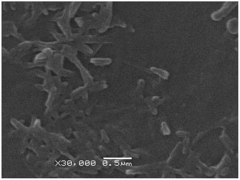 Teniposide nanosuspension and preparation method thereof