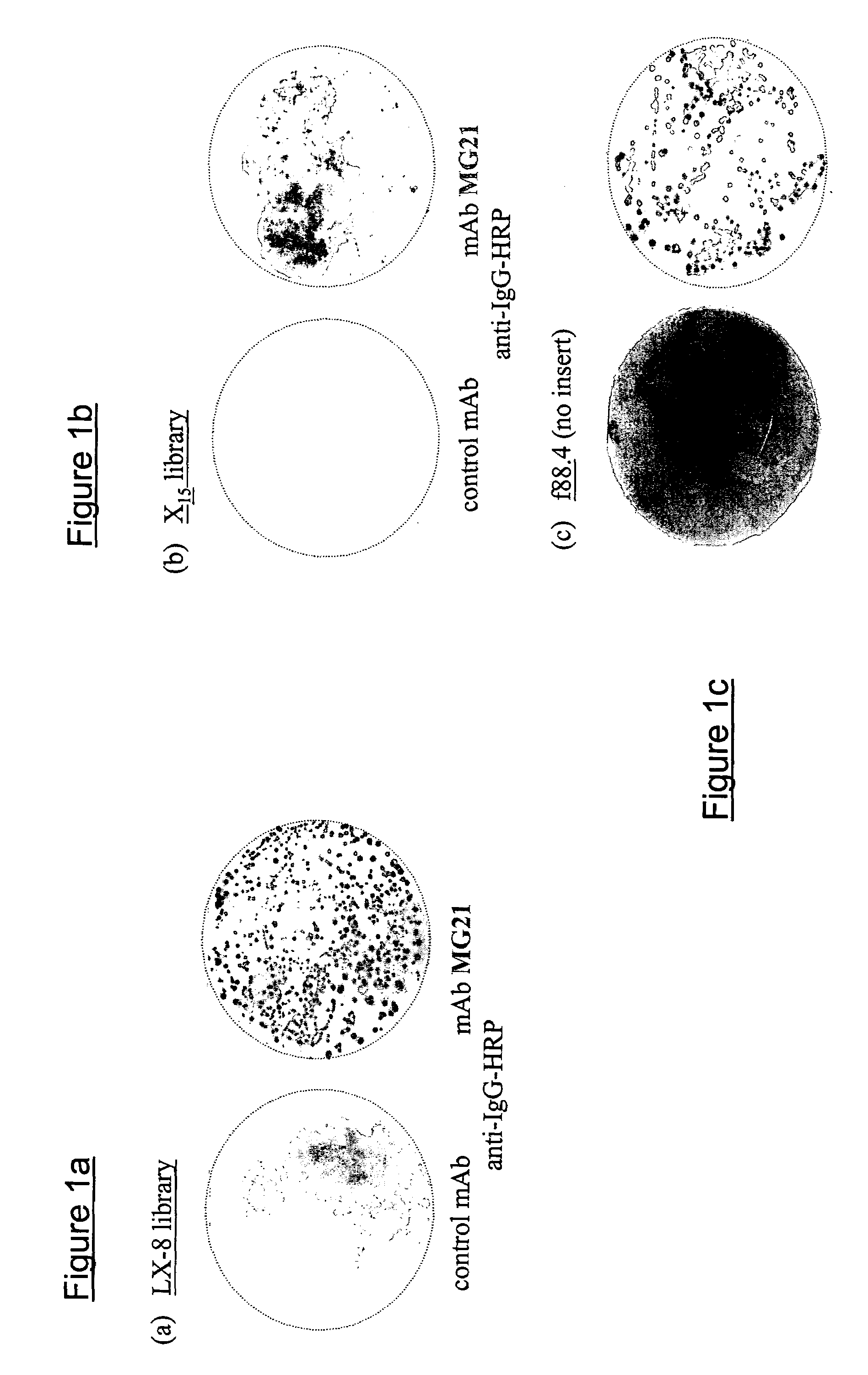 GD3 peptide mimics