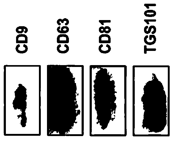 Medical uses of exosomes