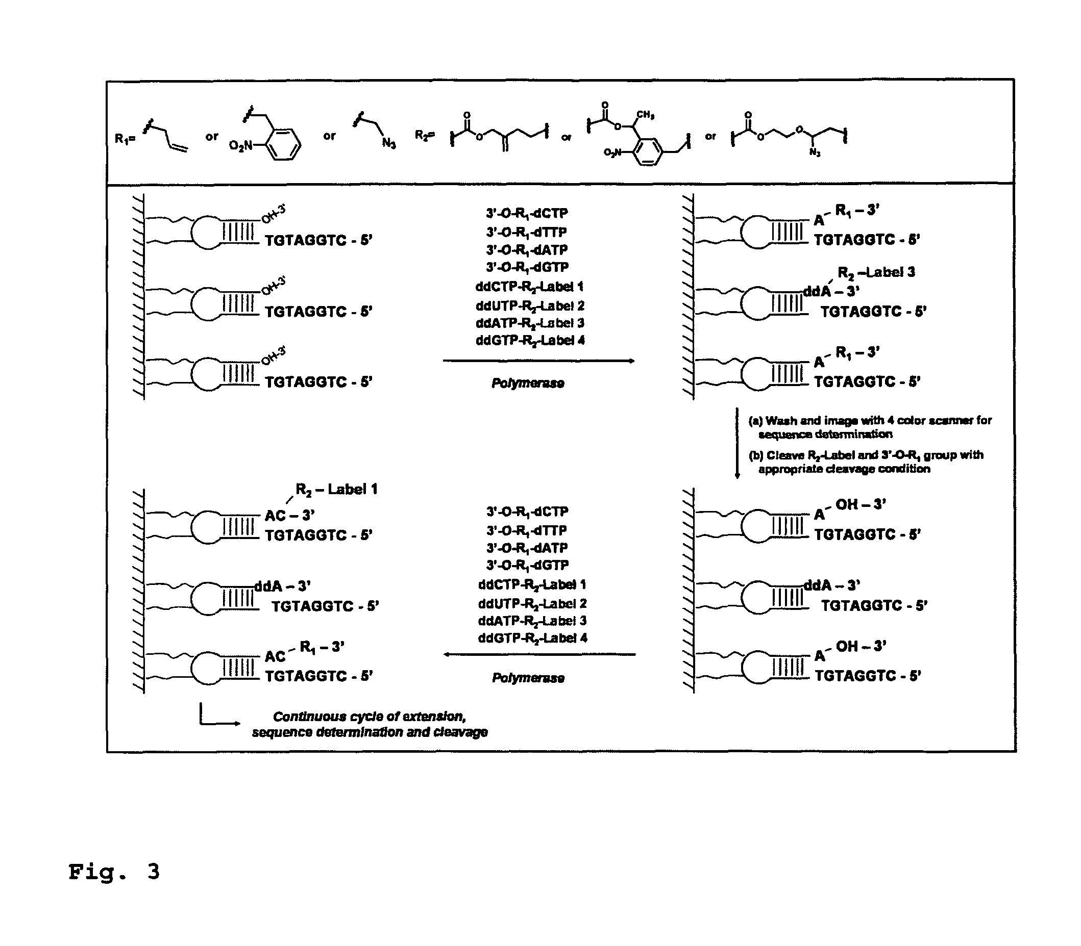 DNA sequence with non-fluorescent nucleotide reversible terminators and cleavable label modified nucleotide terminators