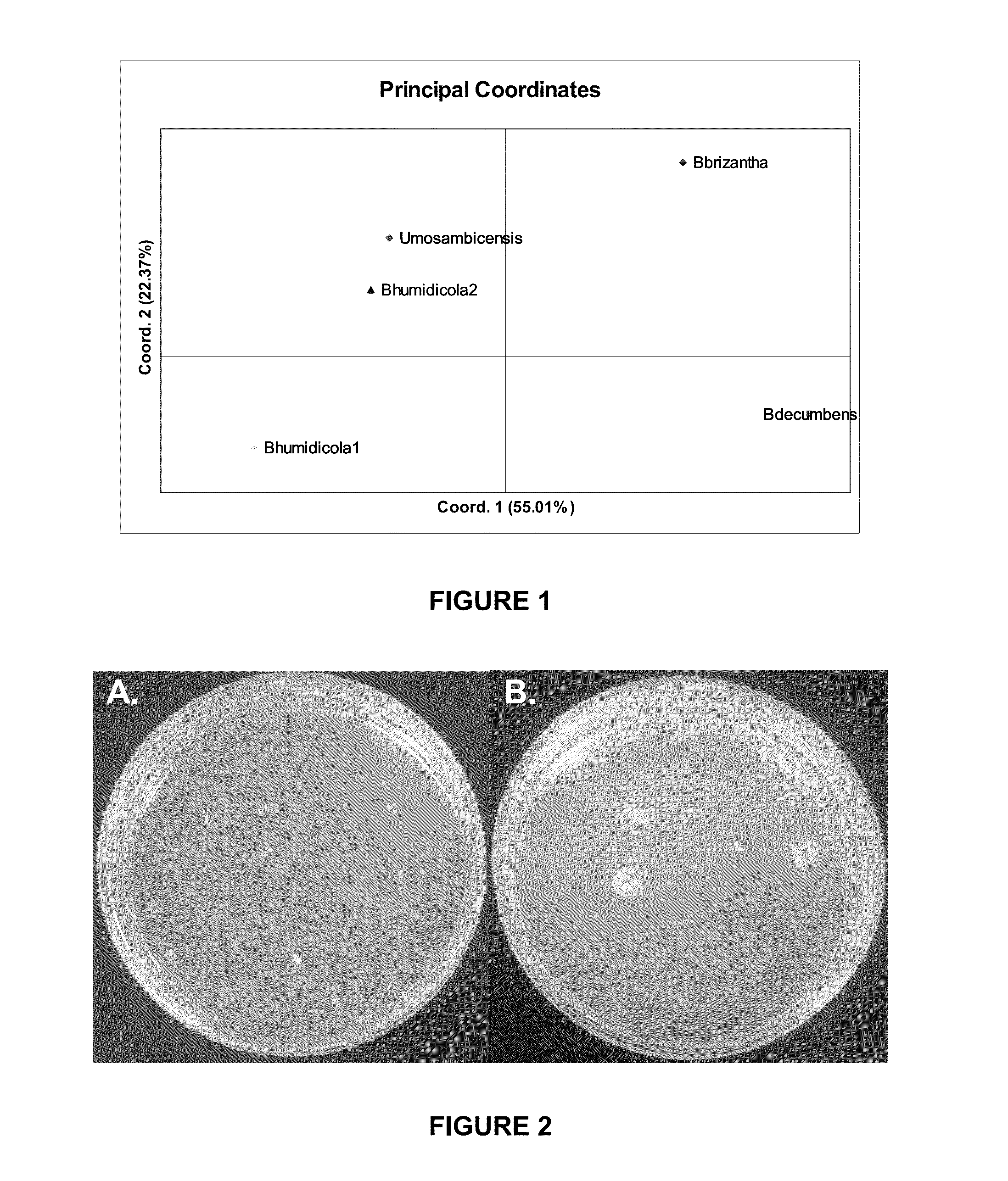 Novel Brachiaria-Urochloa Endophytes