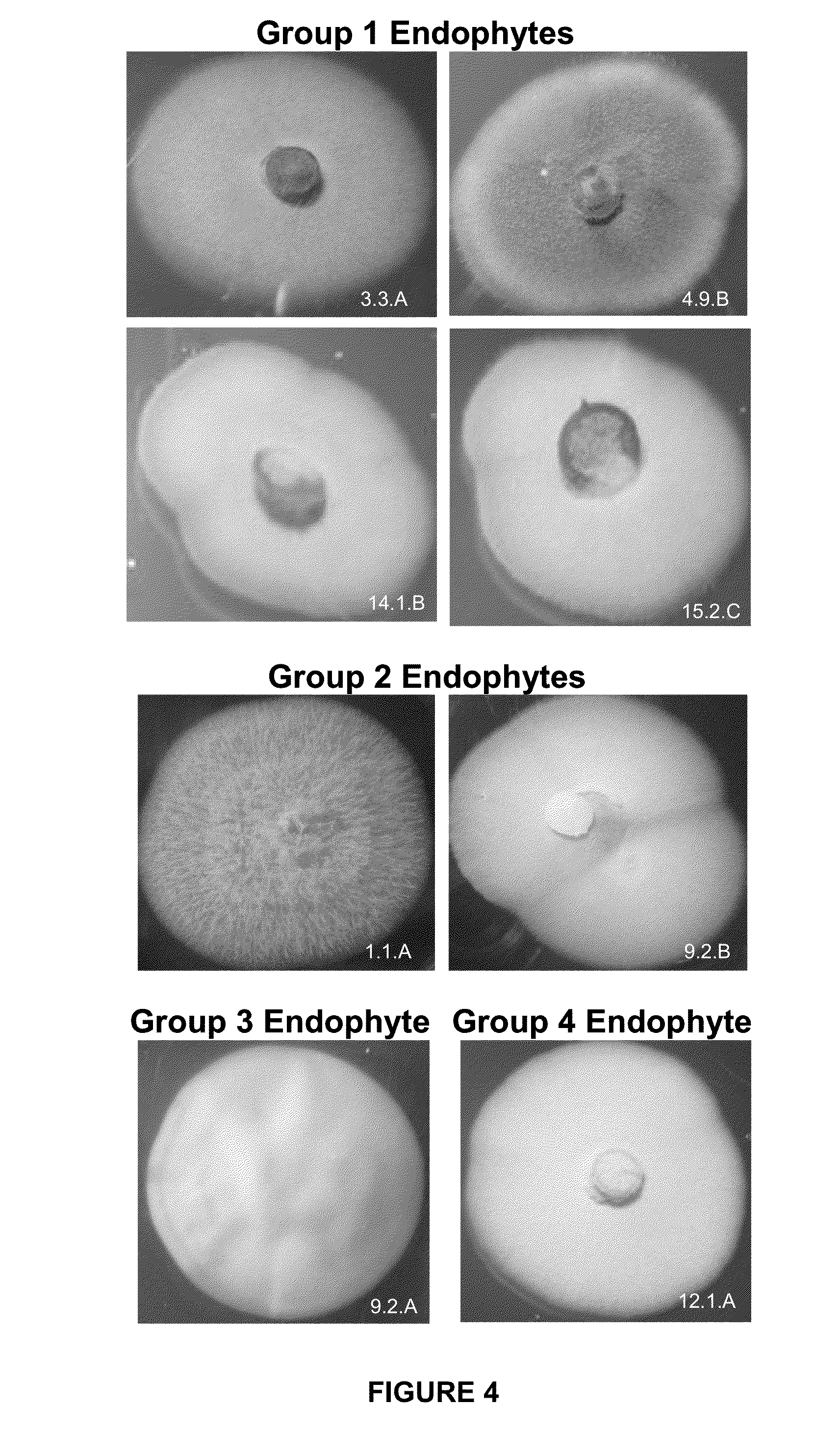 Novel Brachiaria-Urochloa Endophytes