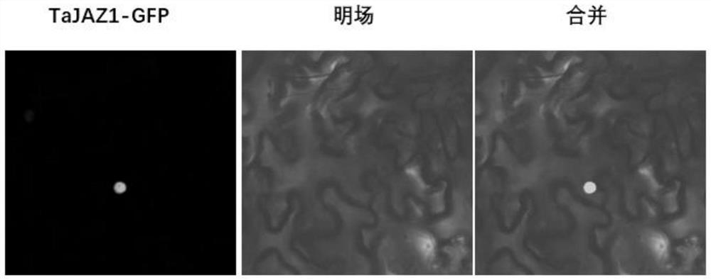 A kind of wheat powdery mildew resistance gene and its application