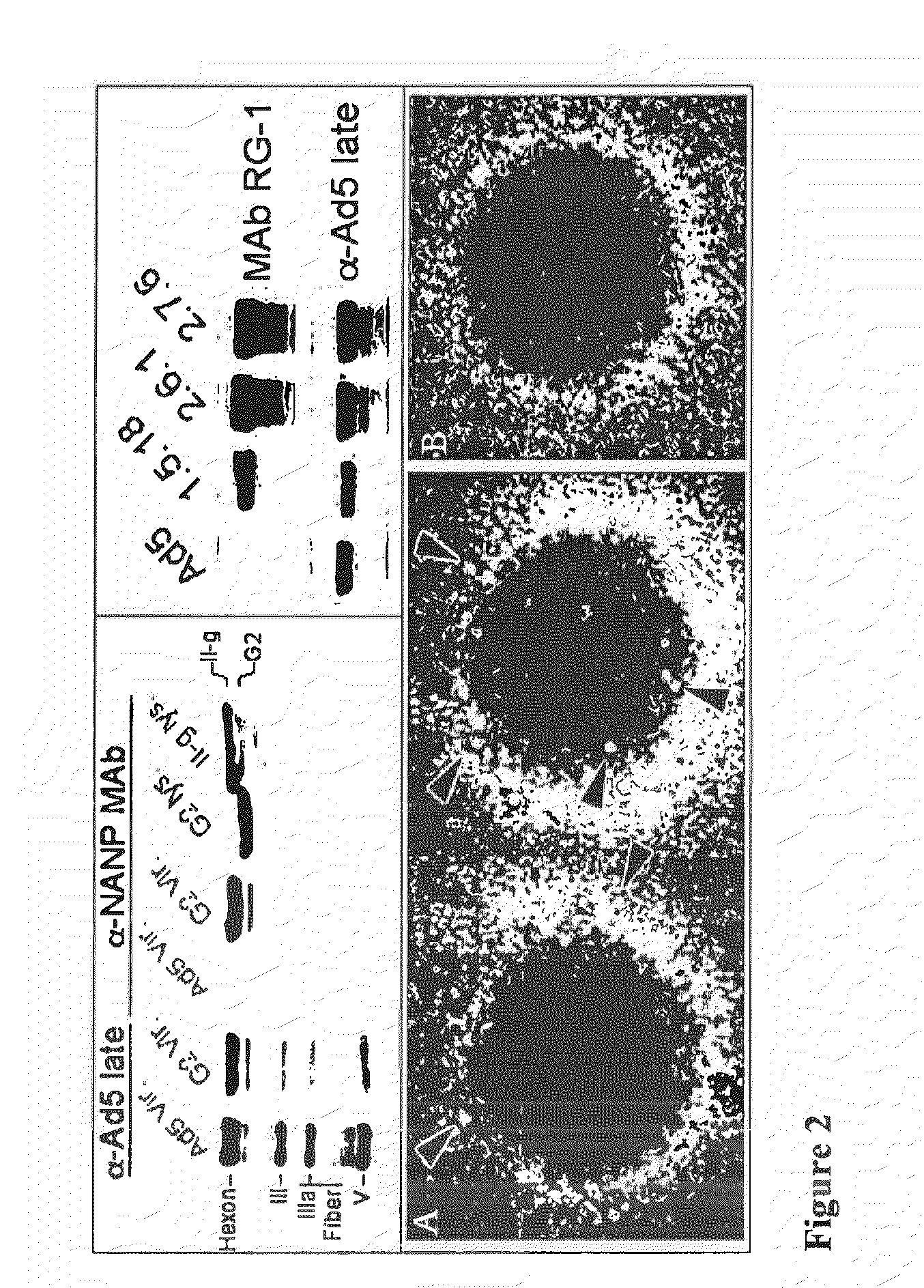 Recombinant Adenovirus Vaccines