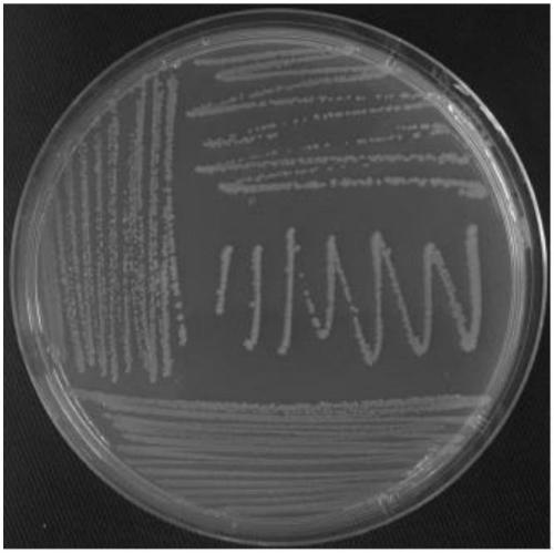 WP52 strain for degrading unsymmetrical dimethylhydrazine and applications thereof