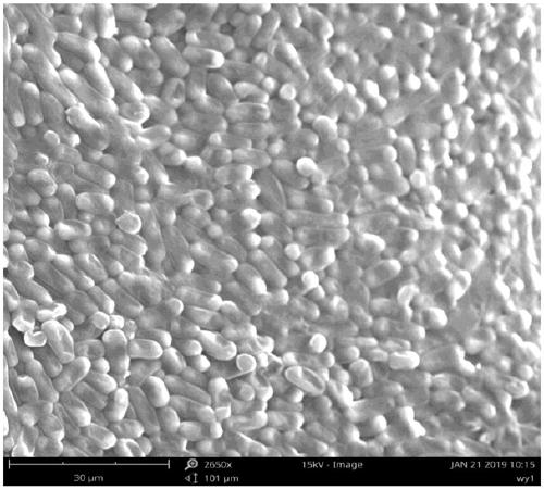 WP52 strain for degrading unsymmetrical dimethylhydrazine and applications thereof