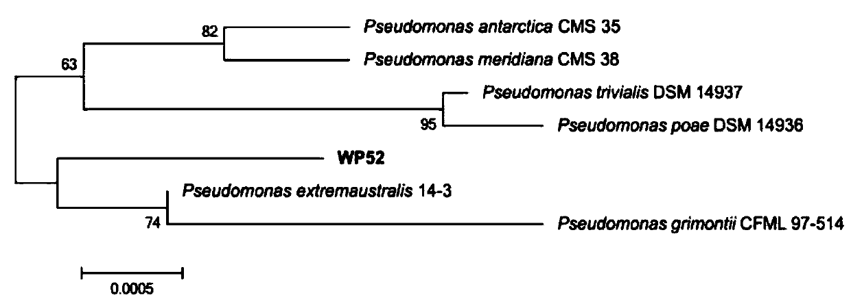 WP52 strain for degrading unsymmetrical dimethylhydrazine and applications thereof