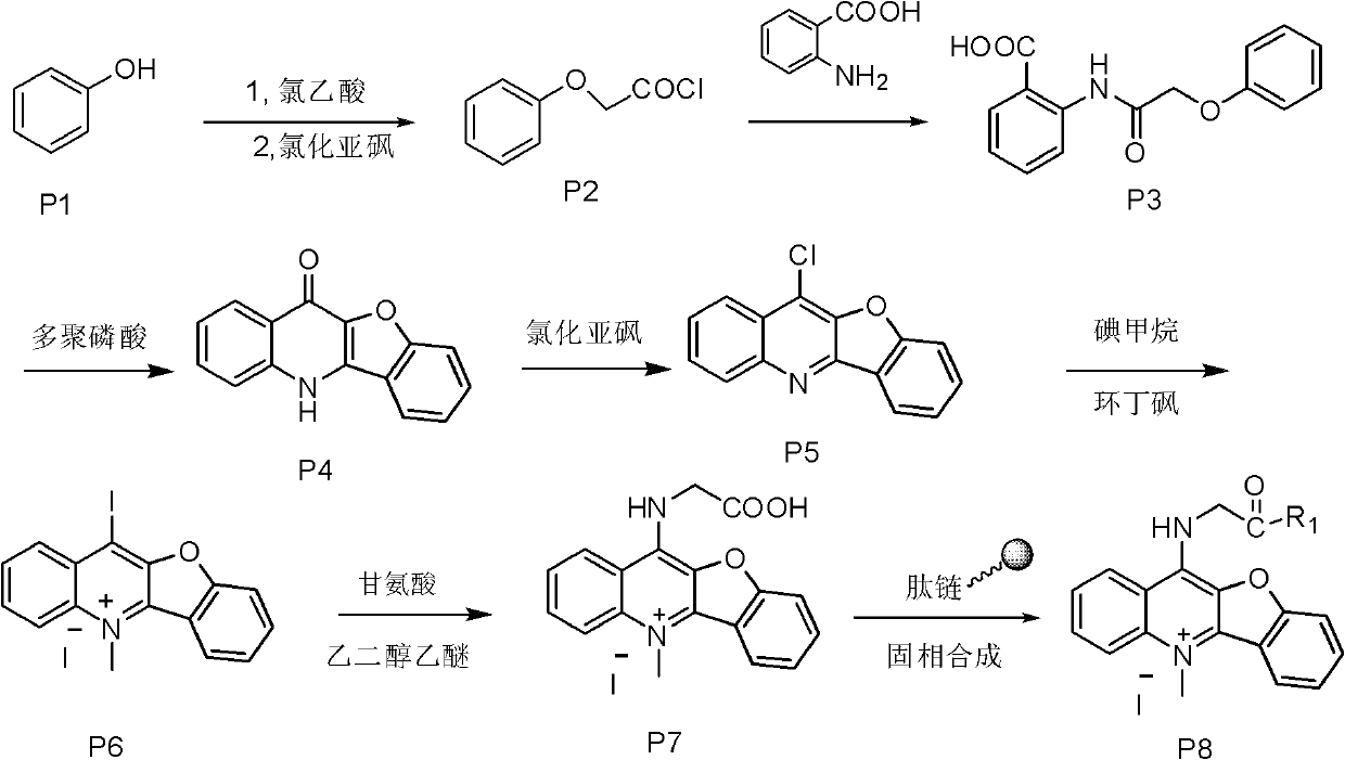 Peptide derivative of benzfuran quinoline and preparation method thereof and application thereof as antitumor medicament