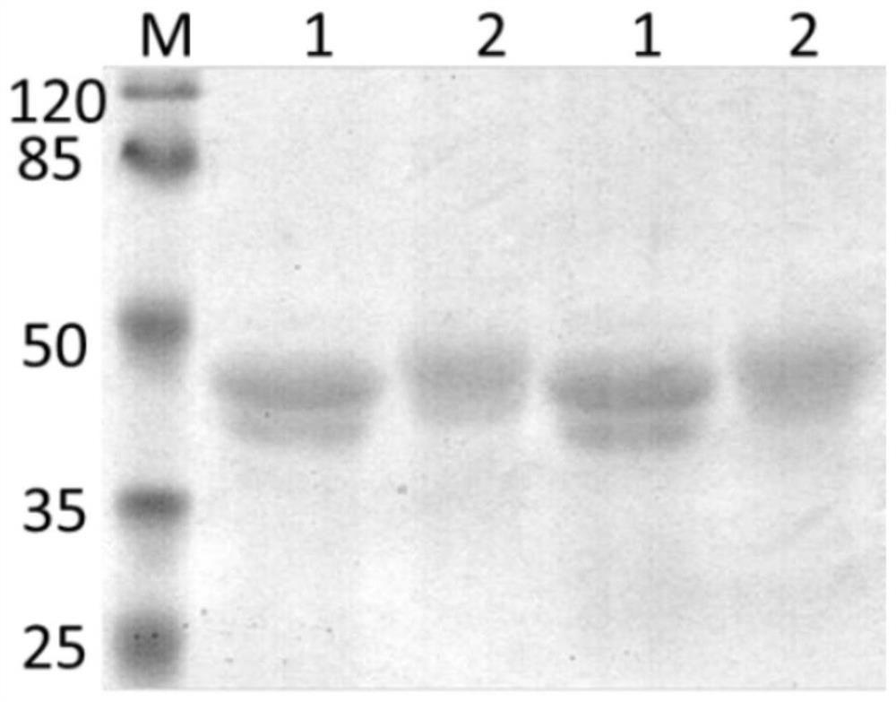 Application of L-rhamnose antibody in preparation of medicine for preventing and/or treating drug-resistant bacterial infection