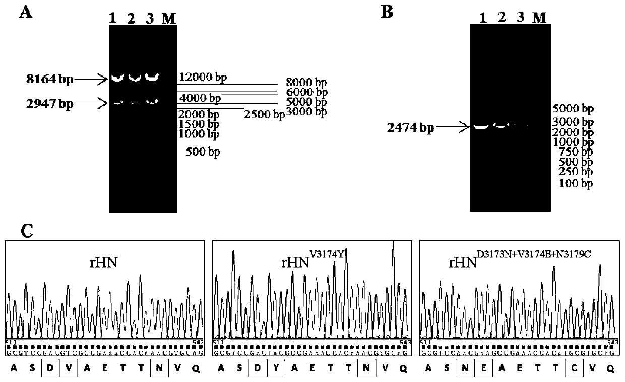 A kind of O-type foot-and-mouth disease virus mutant strain and its preparation method and application