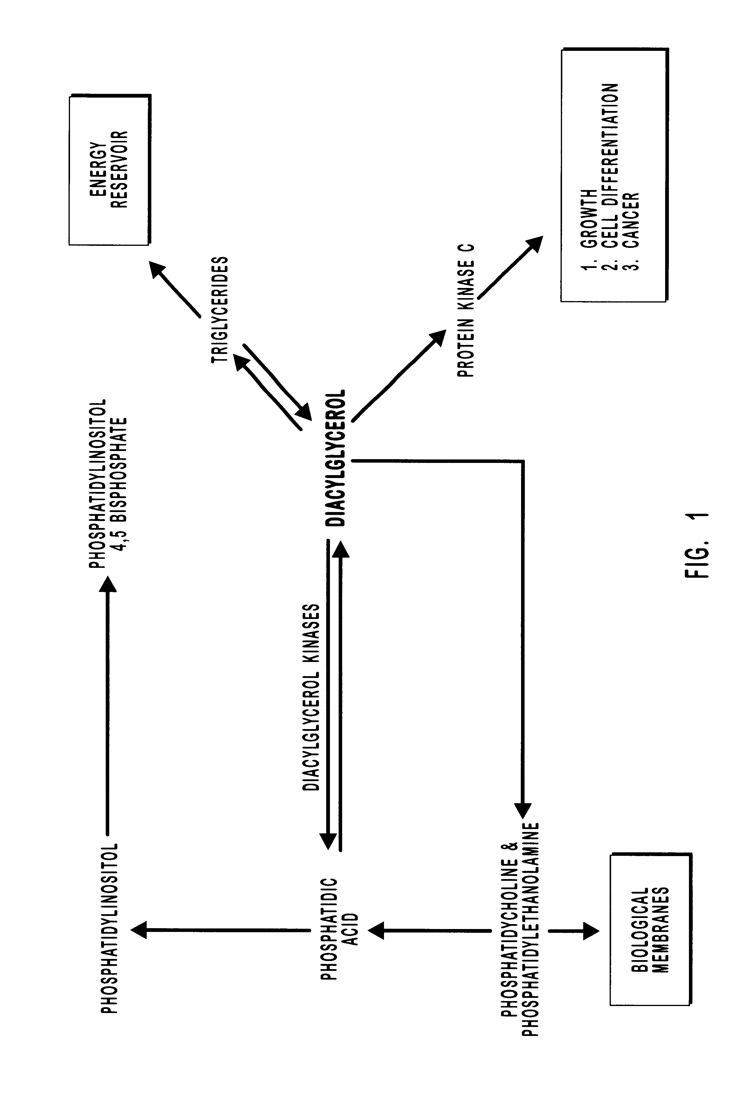 Diacylglycerol kinase isoforms epsilon and zeta and methods of use thereof