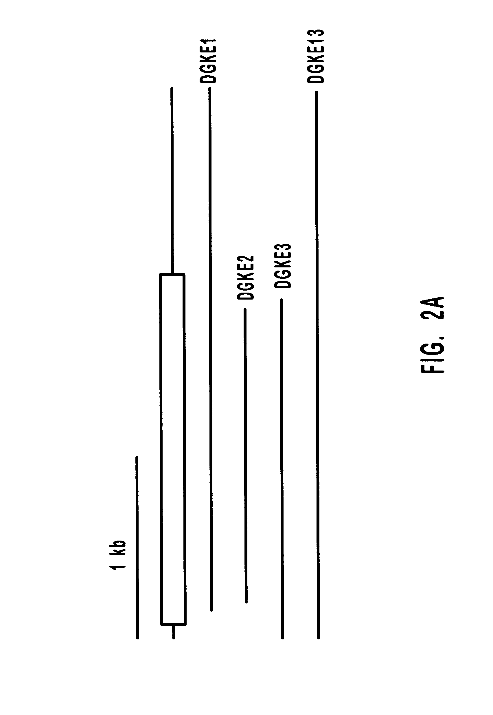 Diacylglycerol kinase isoforms epsilon and zeta and methods of use thereof