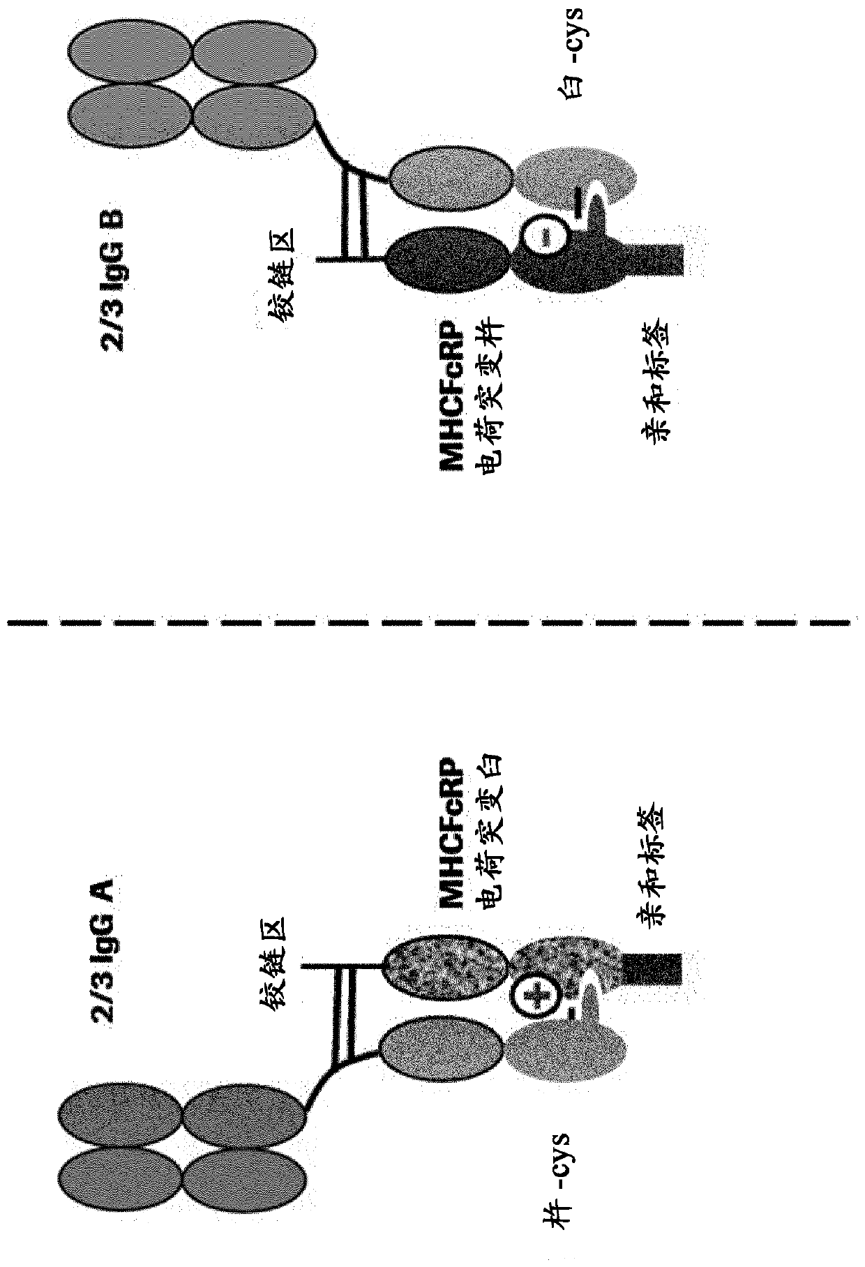 Method for generating multispecific antibodies from monospecific antibodies