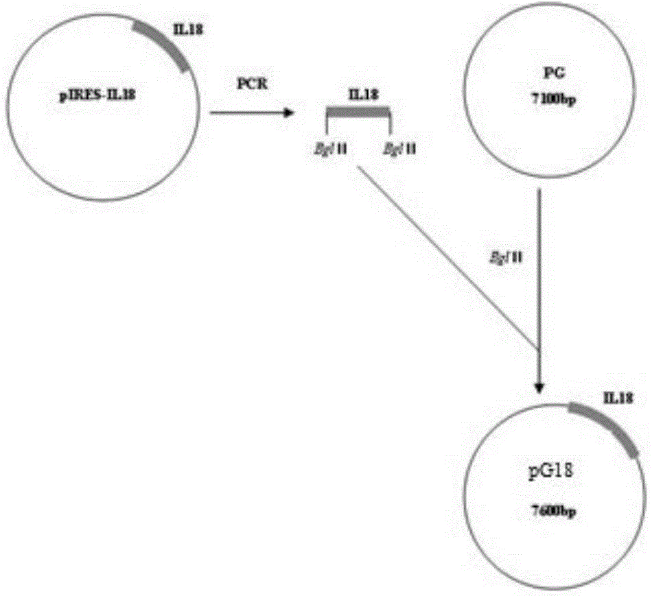 Recombinant porcine pseudorabies virus strain expressing PPV VP2 gene and porcine IL-18 gene