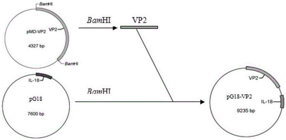 Recombinant porcine pseudorabies virus strain expressing PPV VP2 gene and porcine IL-18 gene