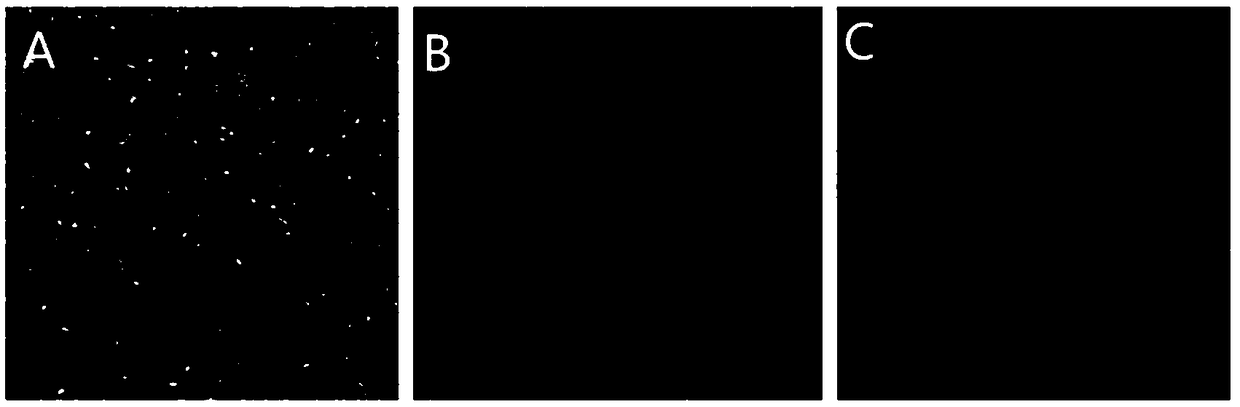 3D culture method of chicken embryo primordial germ cells