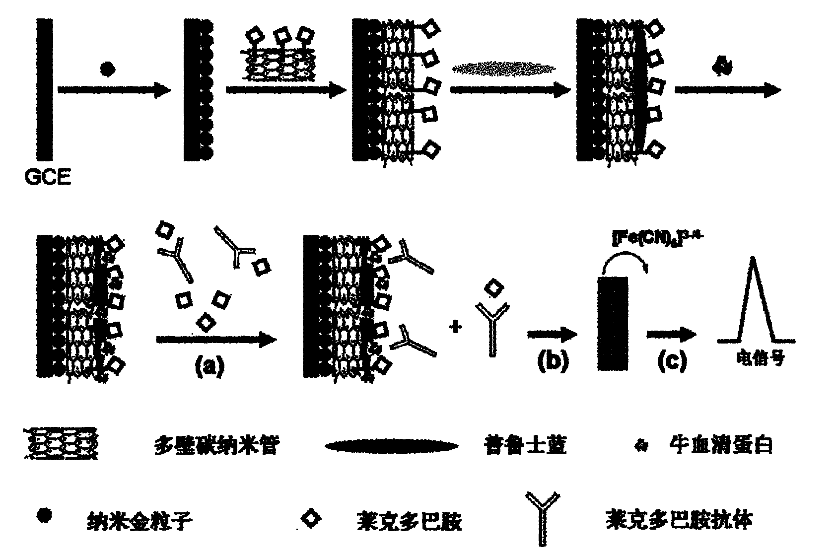 Method for preparing immuno biosensor for measuring ractopamine (RAC)