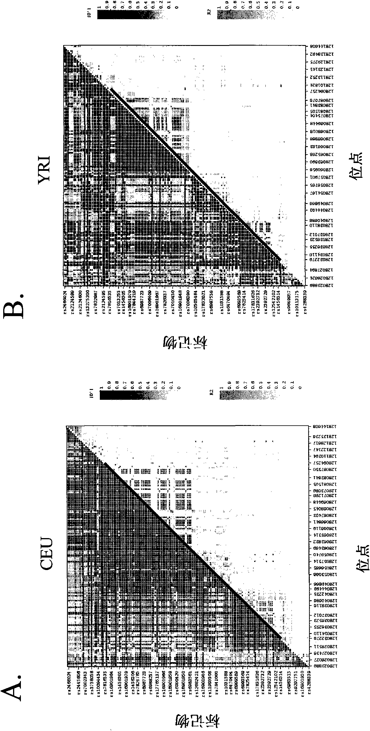 Cancer susceptibility variants on chr8q24.21