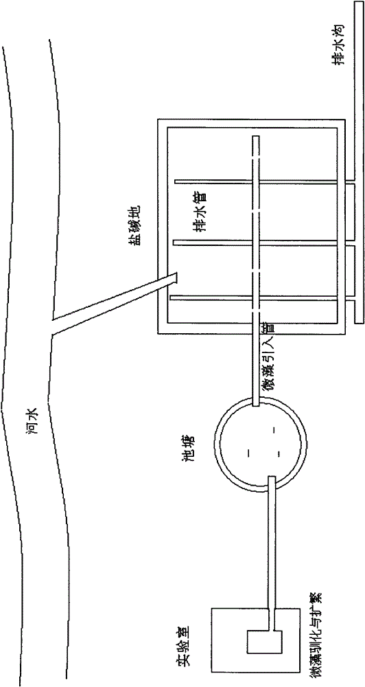 Method for domesticating saline land by microalgae