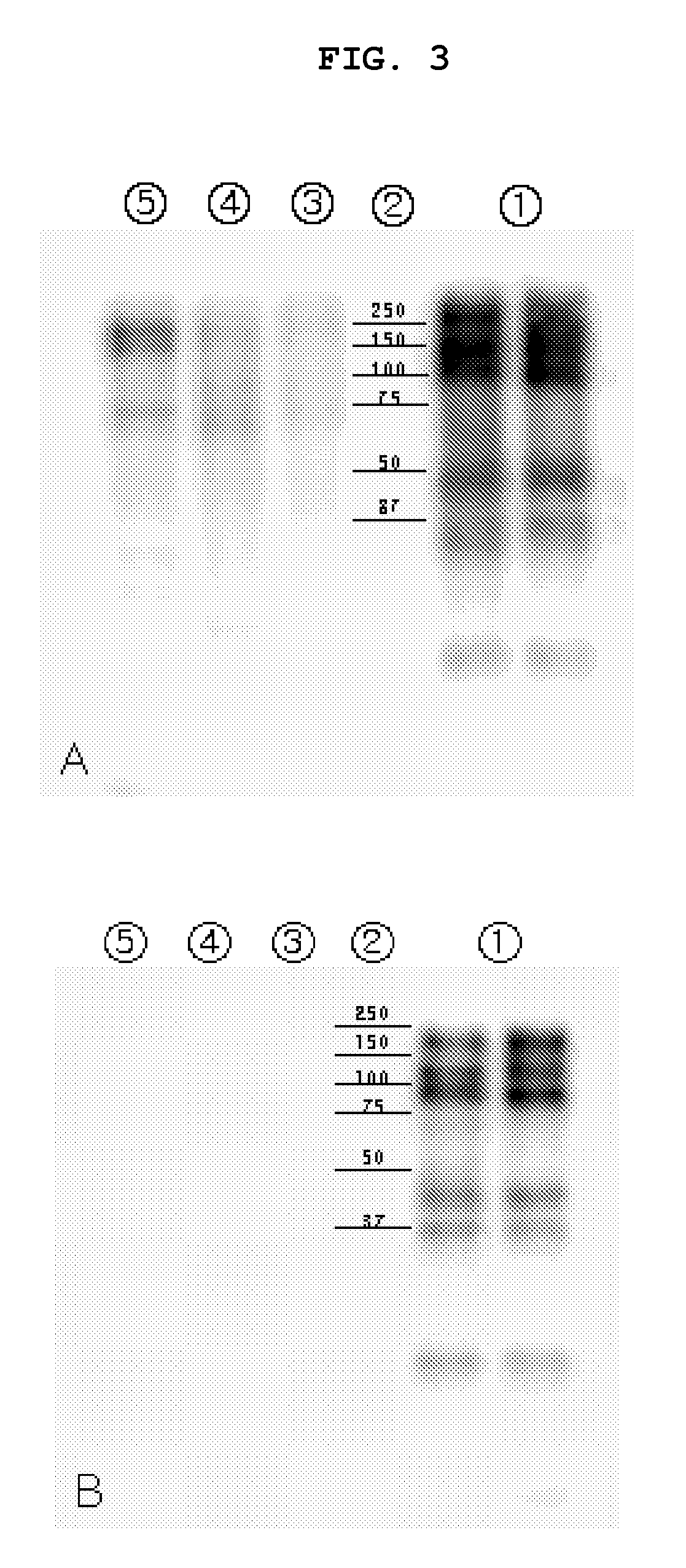 Method of quantitative assessment on reproductive effort of black-lip pearl oysters using antibody specific thereto