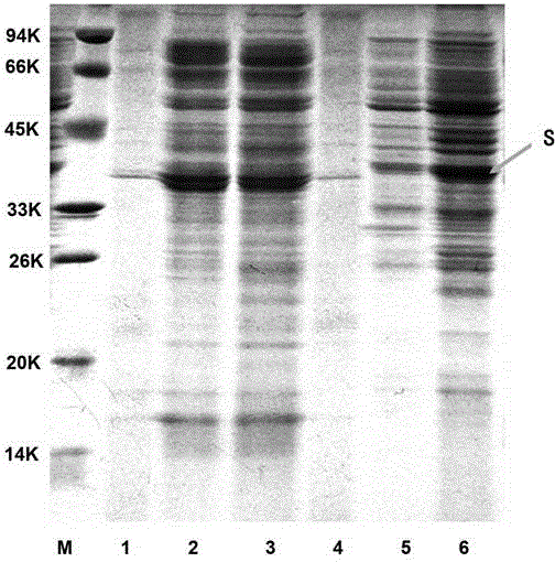 Method for extracting apoplast antifreeze proteins from winter rape roots