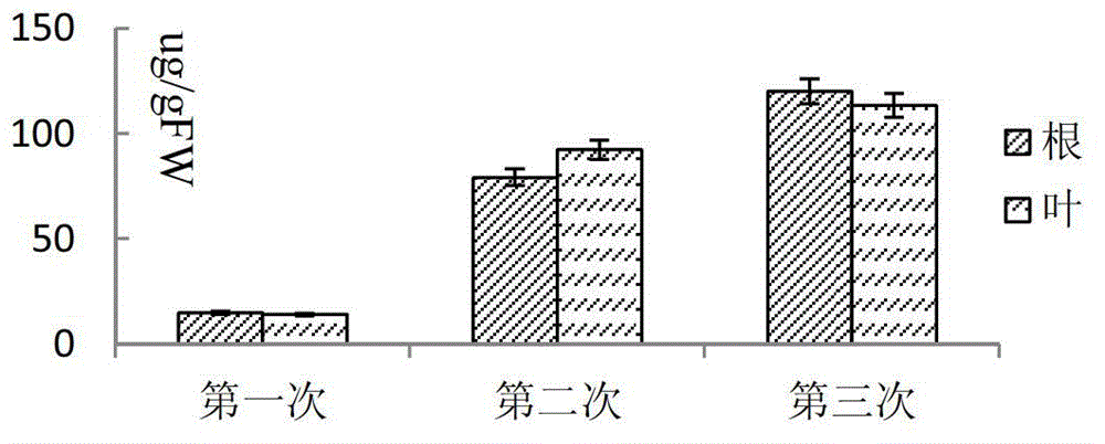 Method for extracting apoplast antifreeze proteins from winter rape roots