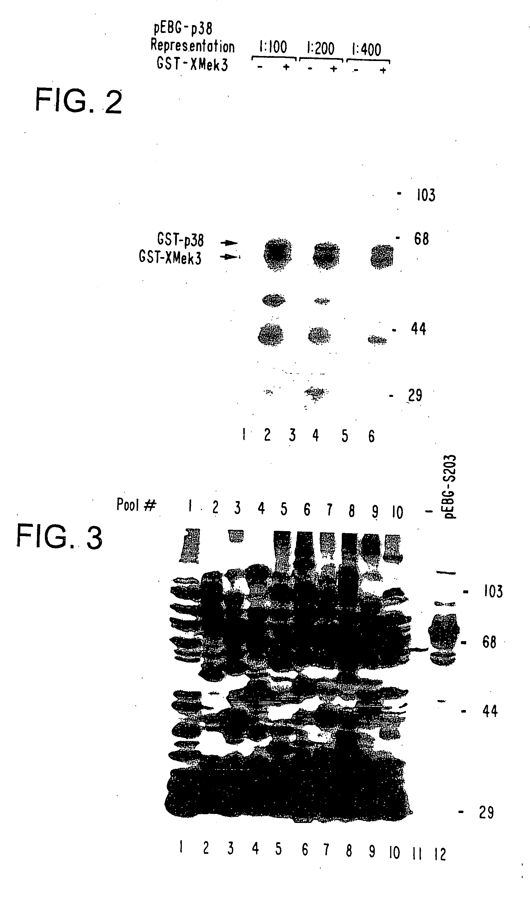 Expression cloning using a tagged cDNA library