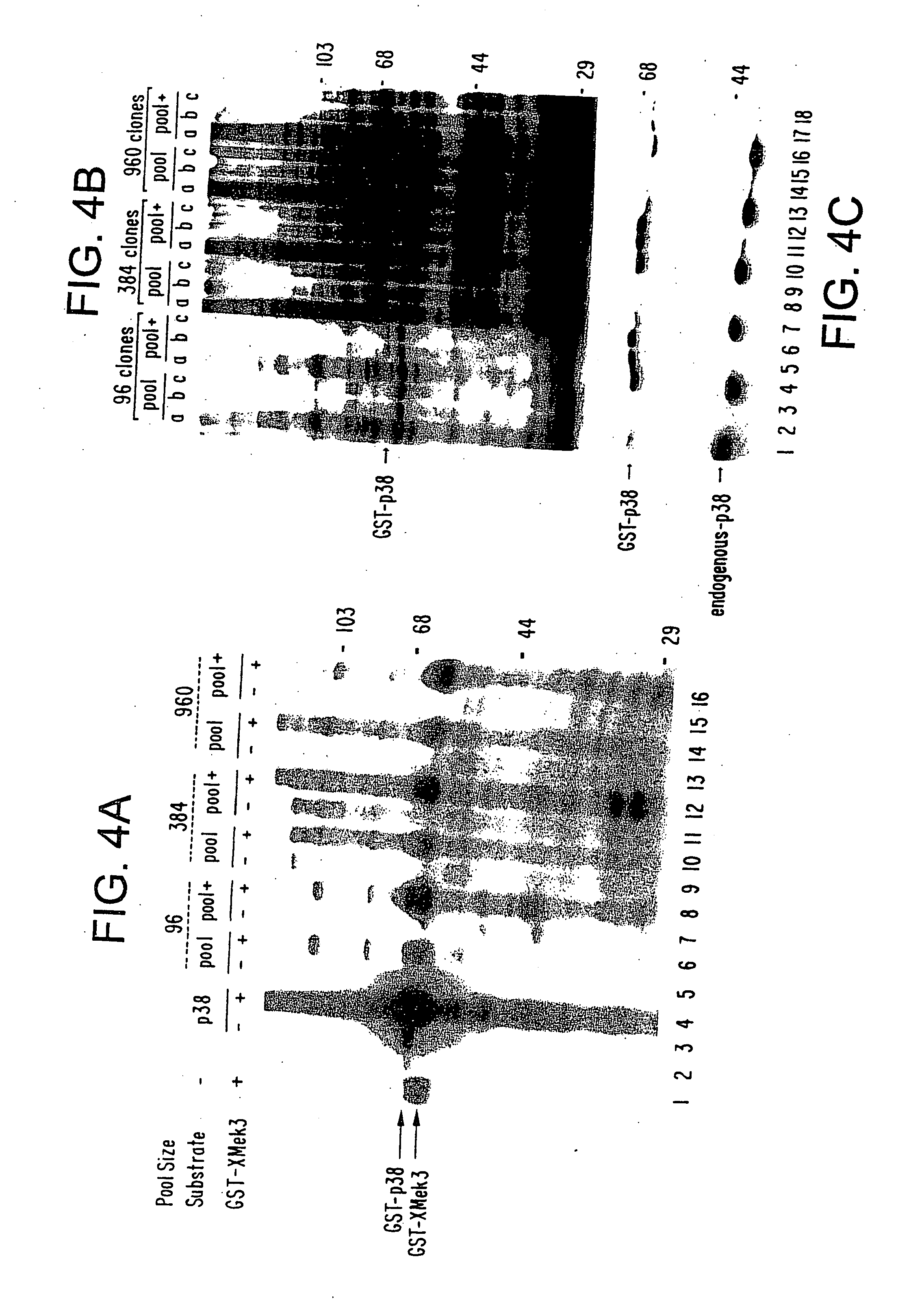 Expression cloning using a tagged cDNA library