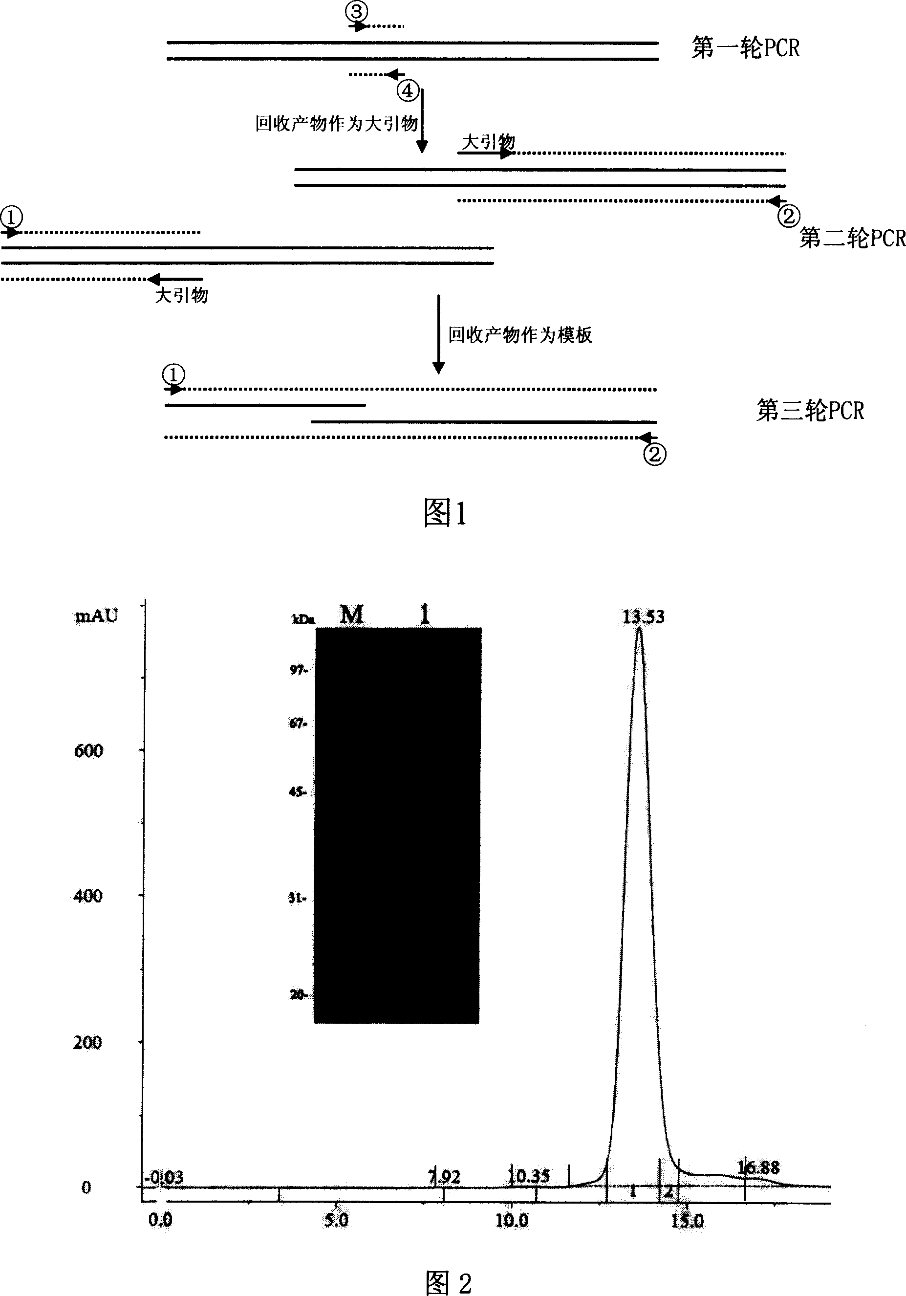 Expression, purification and crystallization of urokinase catalyst structure domain mutant