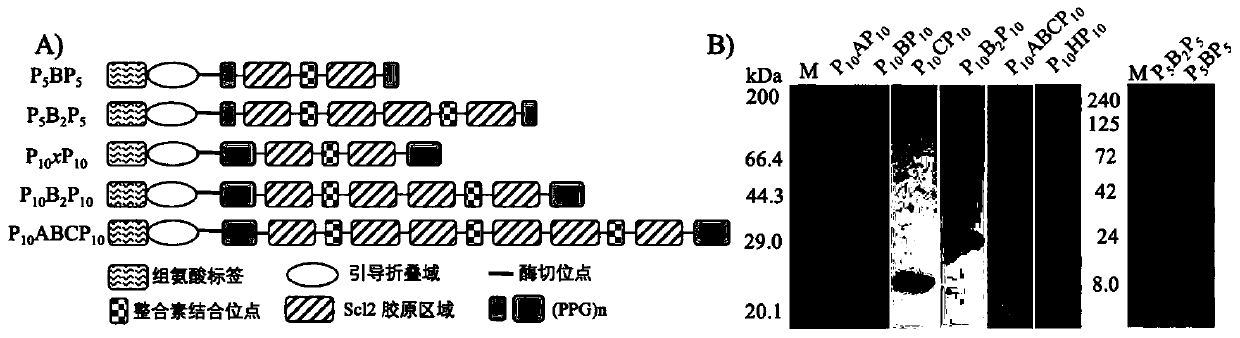 Method for regulating and controlling cycle length of type-I-collagen-like fiber stripes