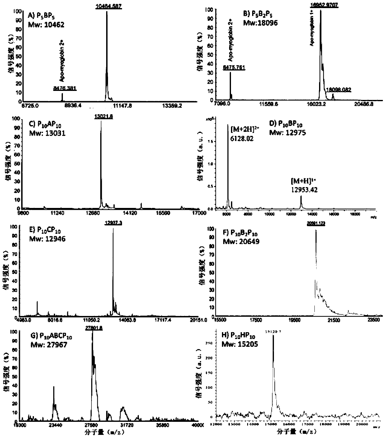 Method for regulating and controlling cycle length of type-I-collagen-like fiber stripes