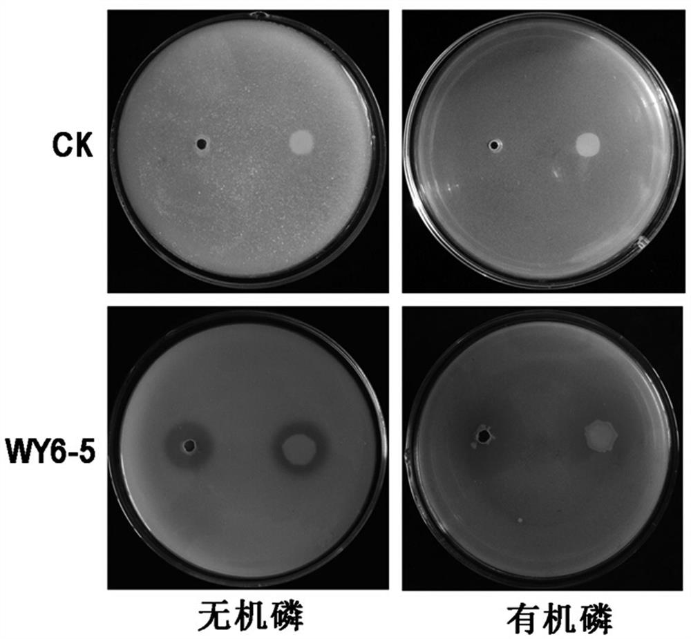 Burkholderia cepacia and its application - Eureka | Patsnap