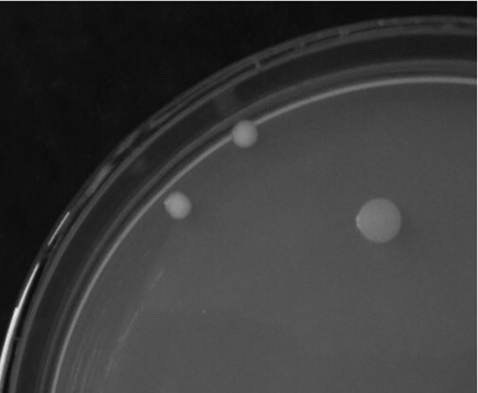 Burkholderia cepacia and its application