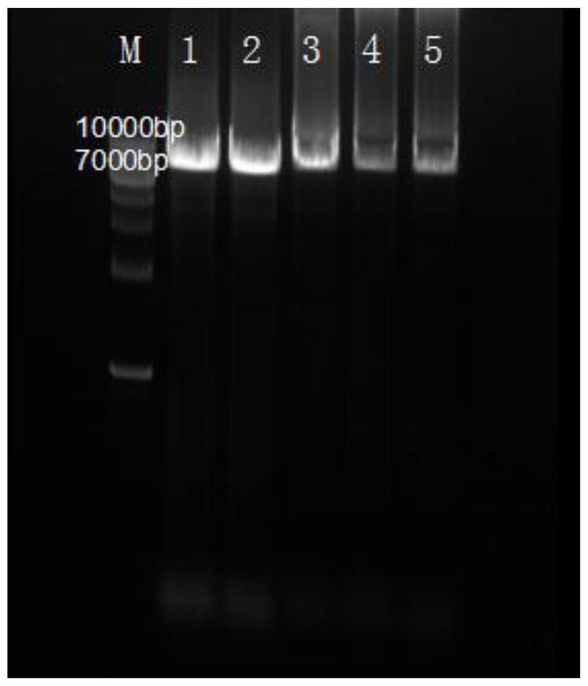 Leucine dehydrogenase mutant and construction method and application thereof