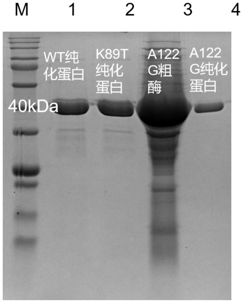 Leucine dehydrogenase mutant and construction method and application thereof