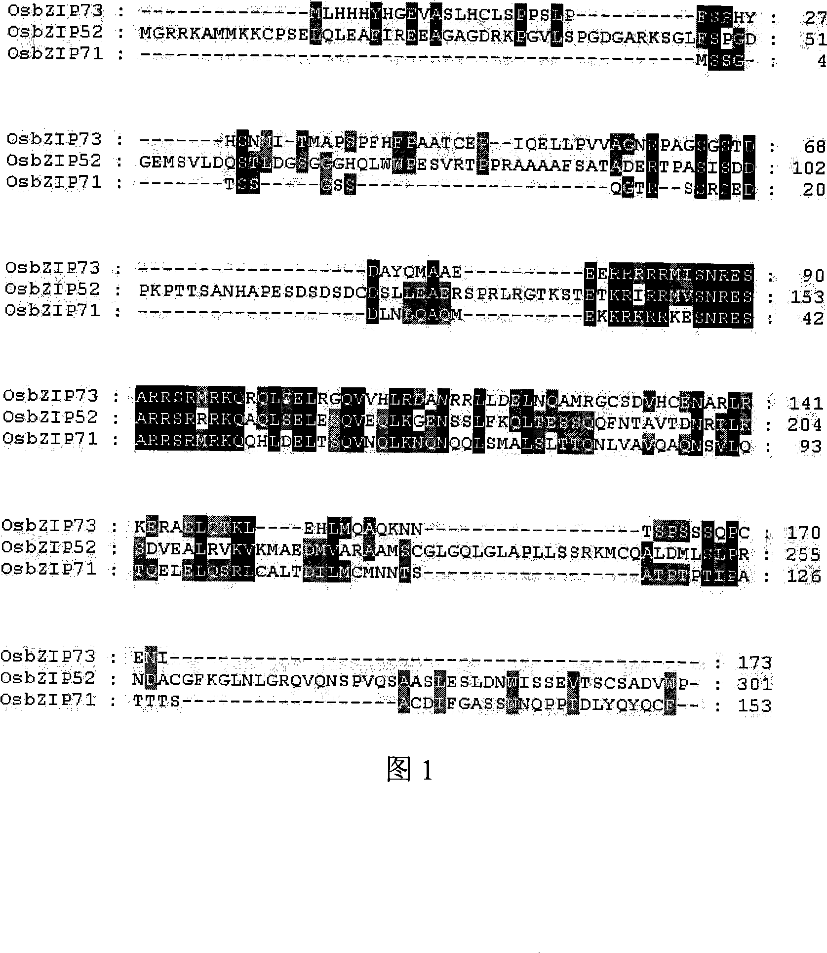 Rice bZIP and application of the same in improving stress tolerance of plants