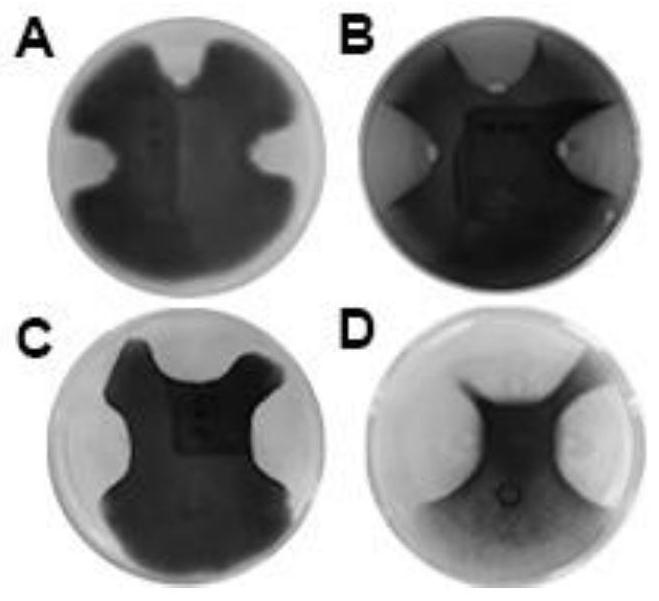 Bacillus for degrading straw and inhibiting plant pathogenic fungi and application thereof