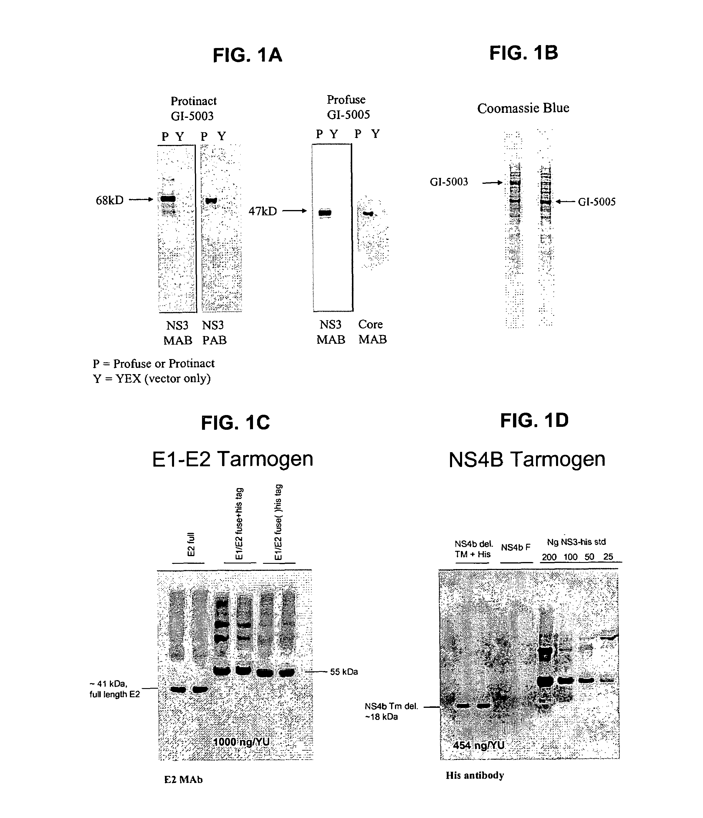 Yeast-based therapeutic for chronic hepatitis C infection