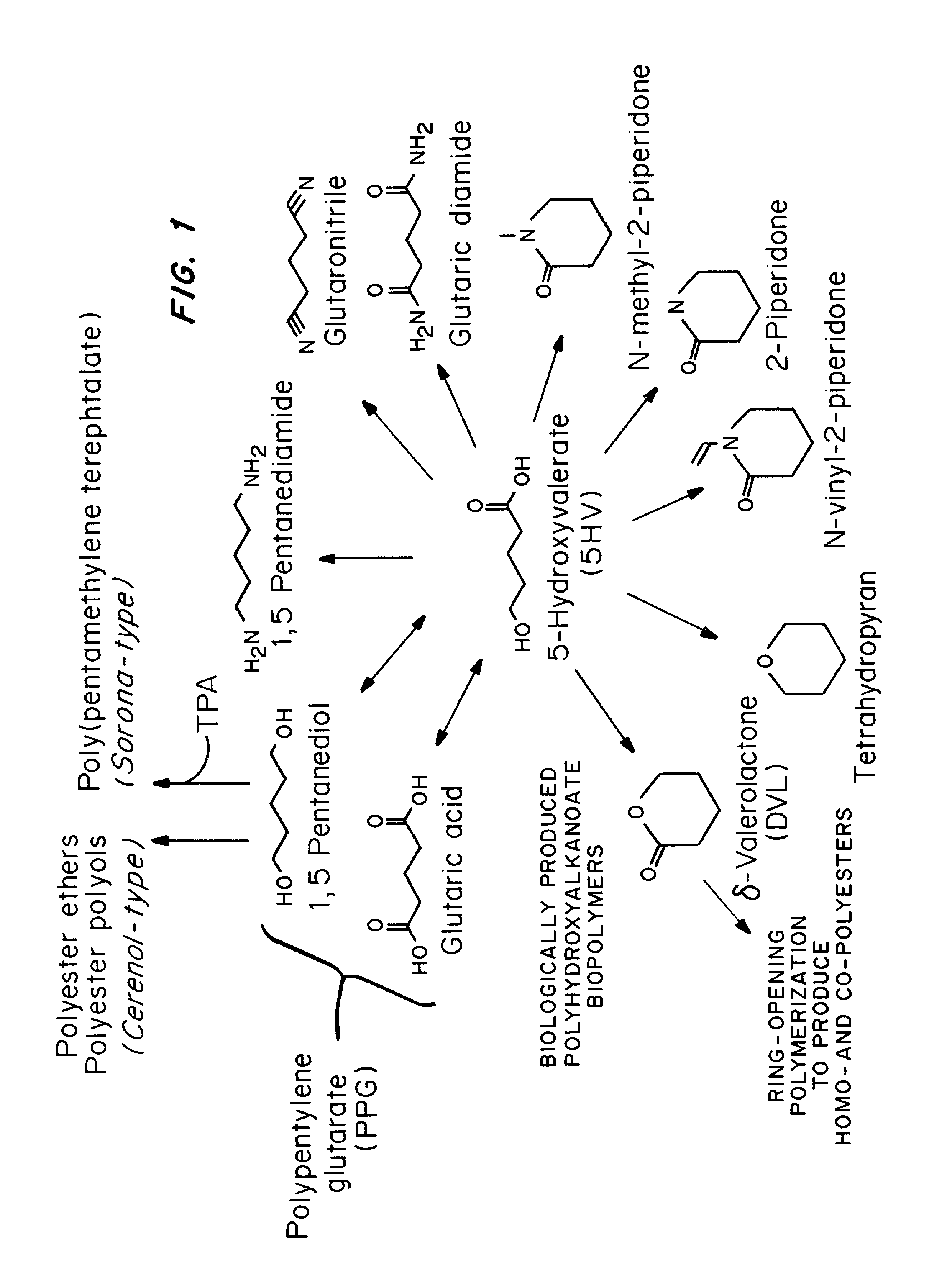 Green process and compositions for producing poly(5HV) and 5 carbon chemicals