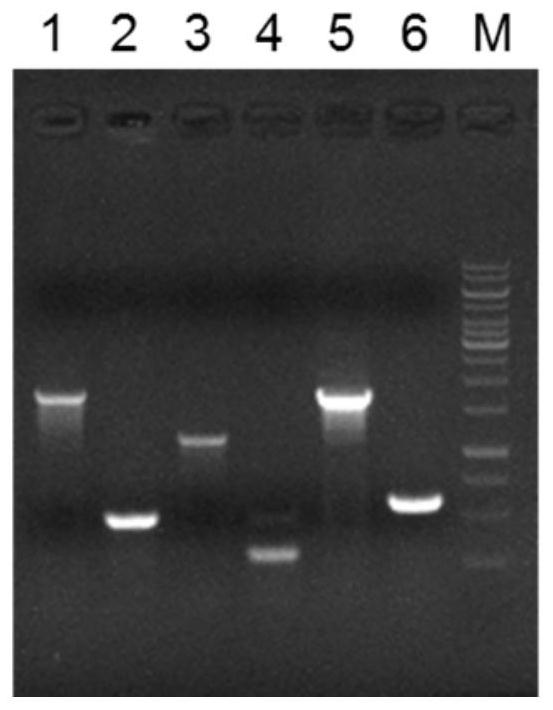 Engineering streptomycete for producing daunorubicin and construction method of engineering streptomycete