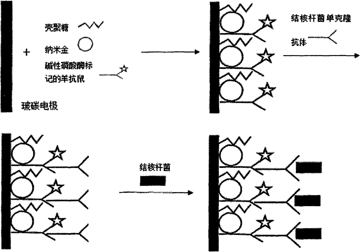 Chitosan-nano-gold enzyme immunosensor for detecting mycobacterium tuberculosis and application thereof